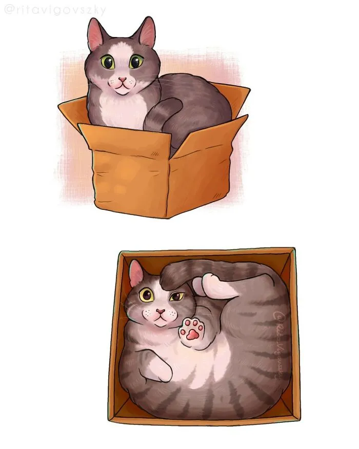 Все кошки любят коробки.