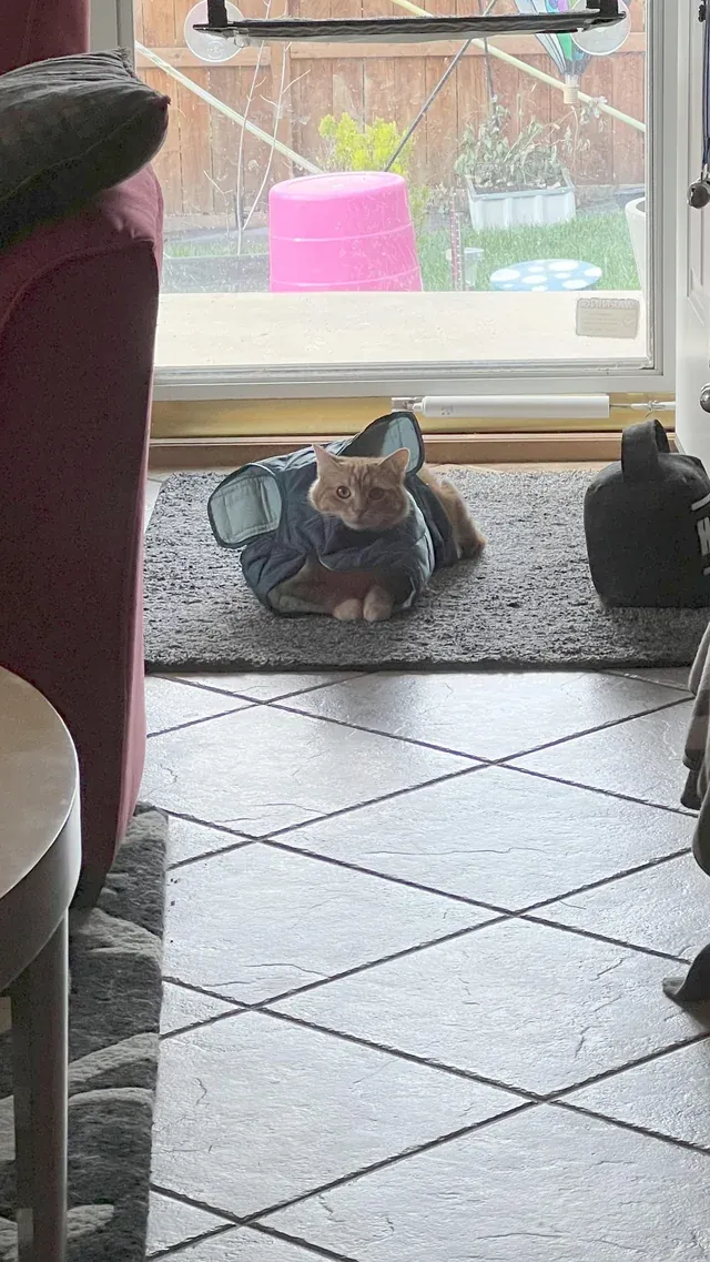 «Каждый раз, когда дождевик собаки сохнет на коврике».