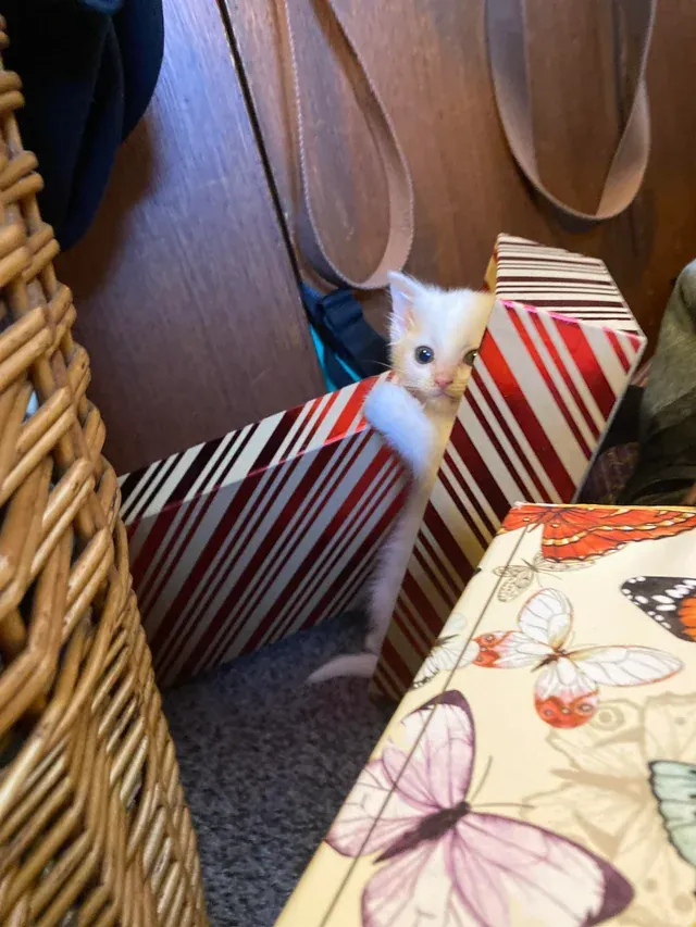 «Теперь это коробочка моя!»