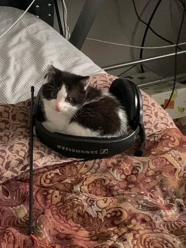 «Мой котёнок идеально помещался в моей гарнитуре».