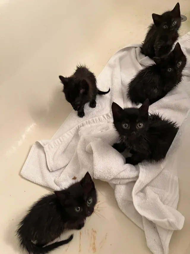 «Мои угольки».