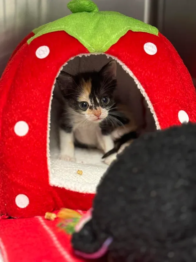 «Я работаю в приюте для животных. Познакомьтесь со Спарклер, ей очень нравится ее клубничный домик».