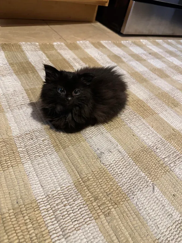 «Крошечная пушистая пустота».