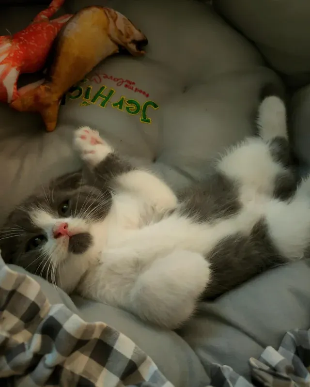 «Мой малыш».