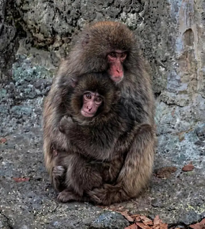 Панч с сородичем.