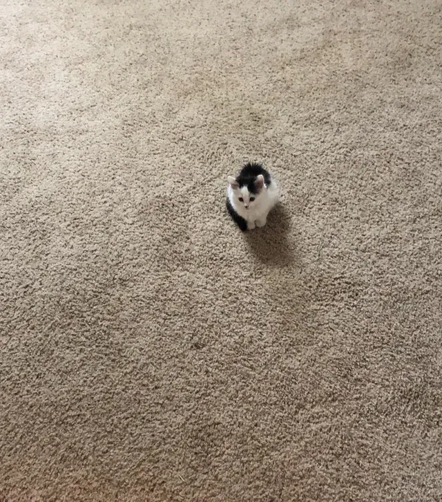 «Он такой крошечный!»