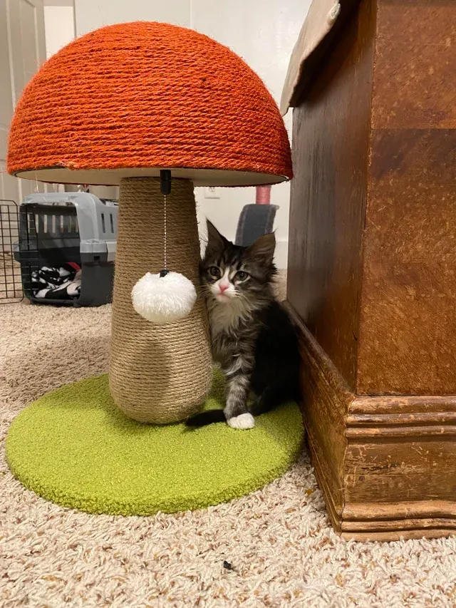 «Ох, сейчас бы быть котенком, сидящим под поганкой».