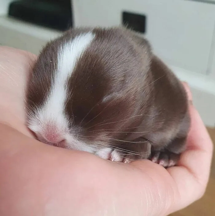 «Наш дремлющий Бисквит».