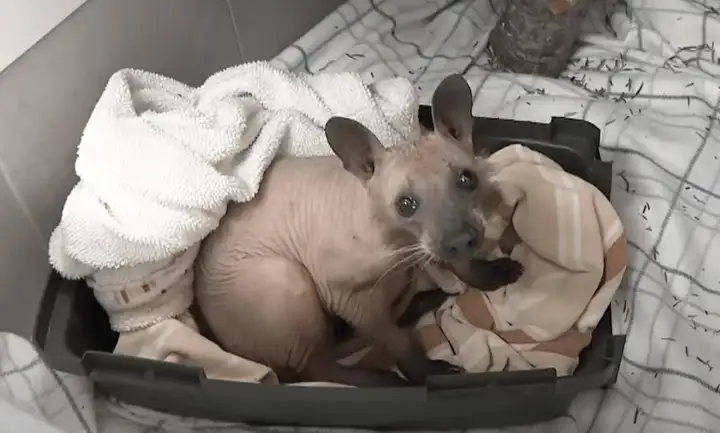 Если вы не знали, то именно так выглядит енот без шерсти.