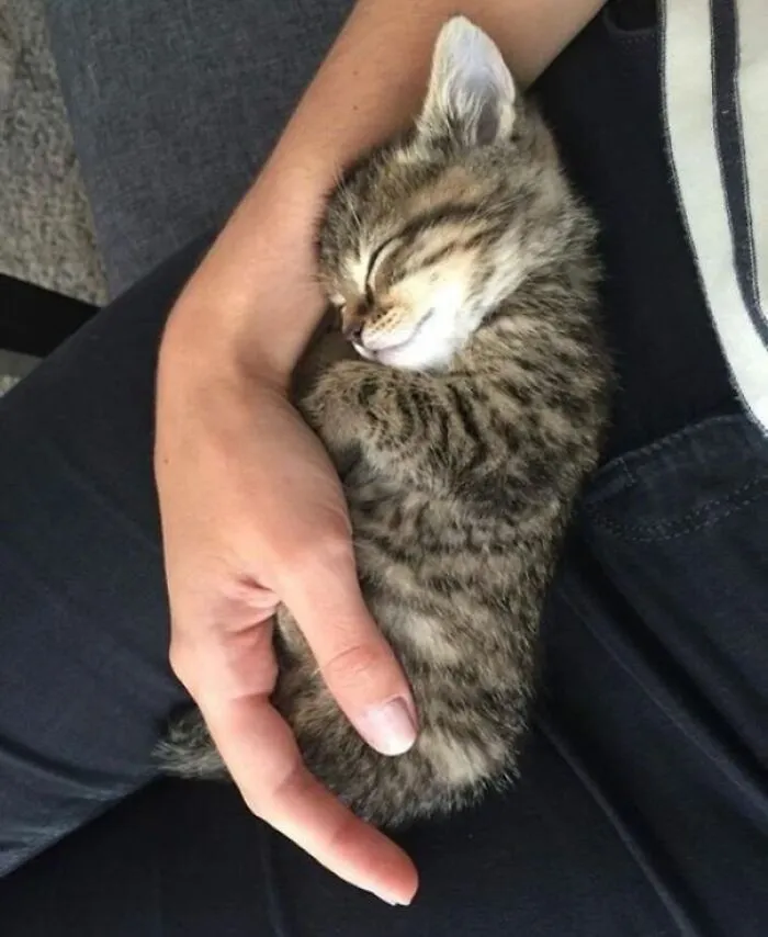 «Кошки на самом деле хотят вашей любви и привязанности».