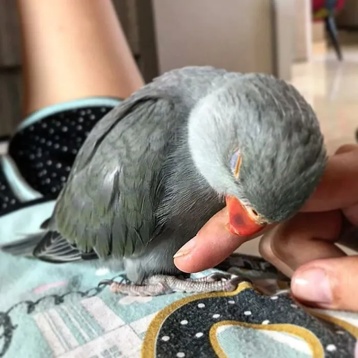 «Мне стало слишком комфортно, и теперь мне нужно вздремнуть».