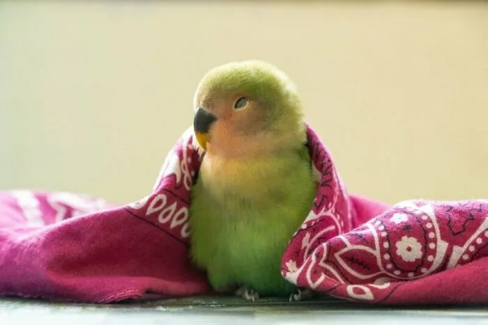 «Самый сонный маленький бандит в городе».
