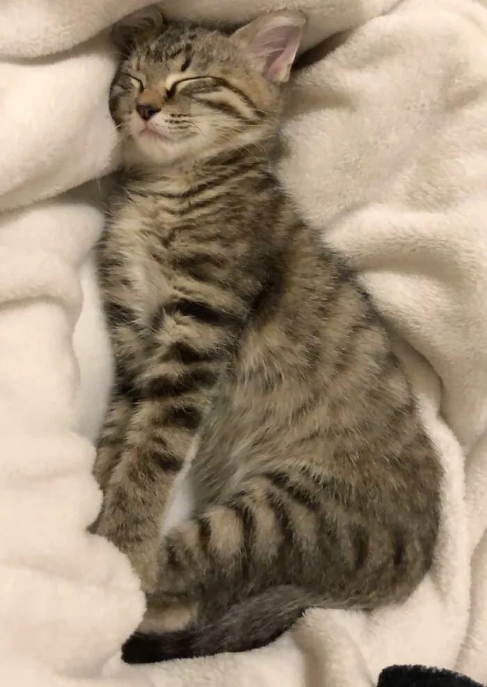 «Уиллоу заснула во время растяжки».