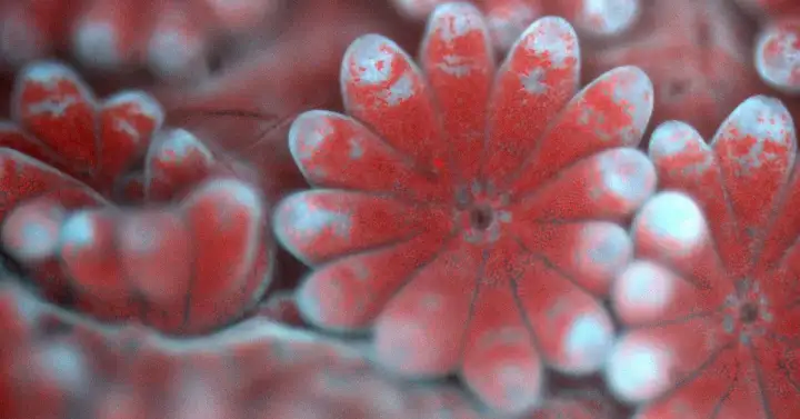 Из-за обесцвечивания многие кораллы погибают.