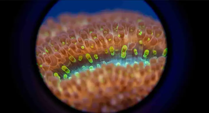 Микроскоп позволяет всё увидеть в мельчайших подробностях.