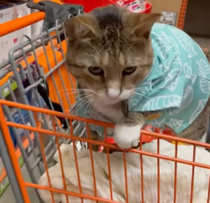 Лео в своей рабочей рубашке.