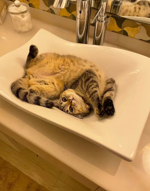 «Кто-нибудь еще любит отдыхать в раковинах?»