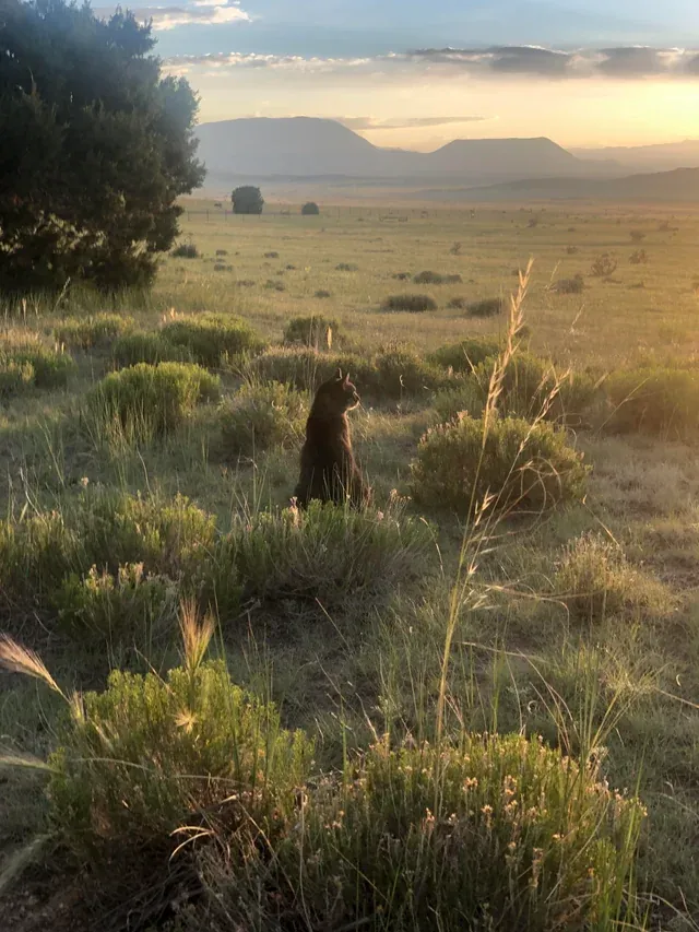 «Все, чего коснется свет, принадлежит вам».