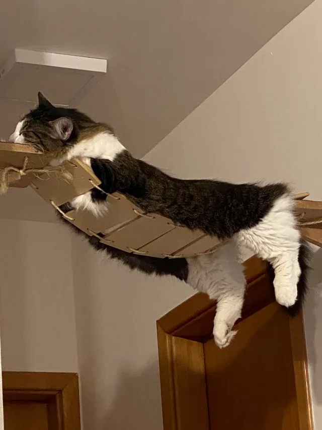 «Ну, по крайней мере, ему удобно».