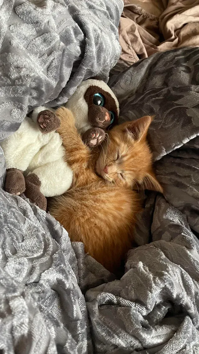 «Мой мальчик Пабло любит свои игрушки».