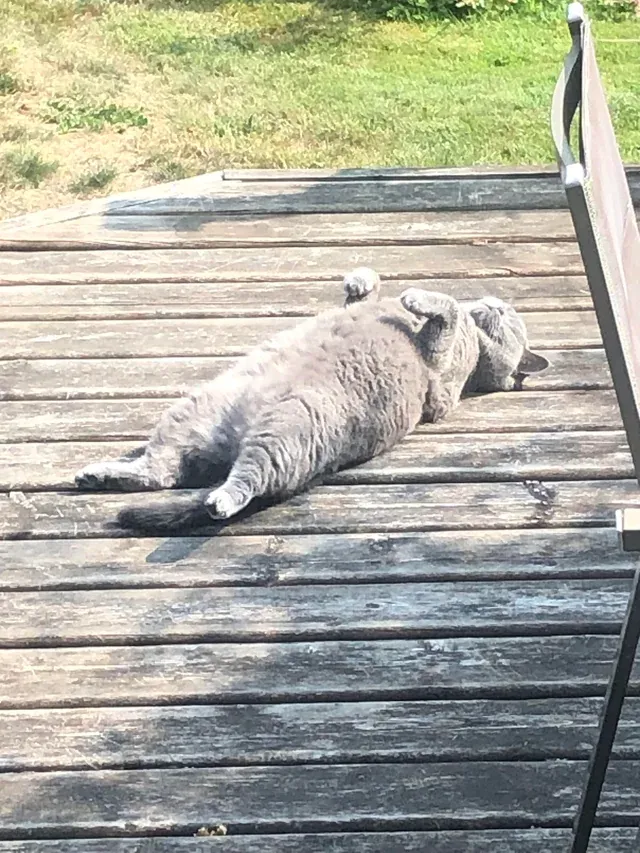 «Наша кошка любит загорать».