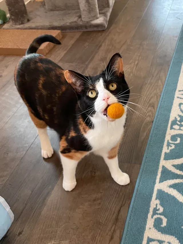 «Его любимая игра».