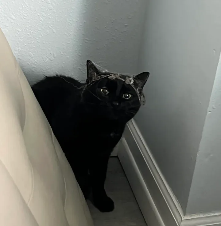 «Все поздравляют мисс Джи с ее браком с подвальной пылью».