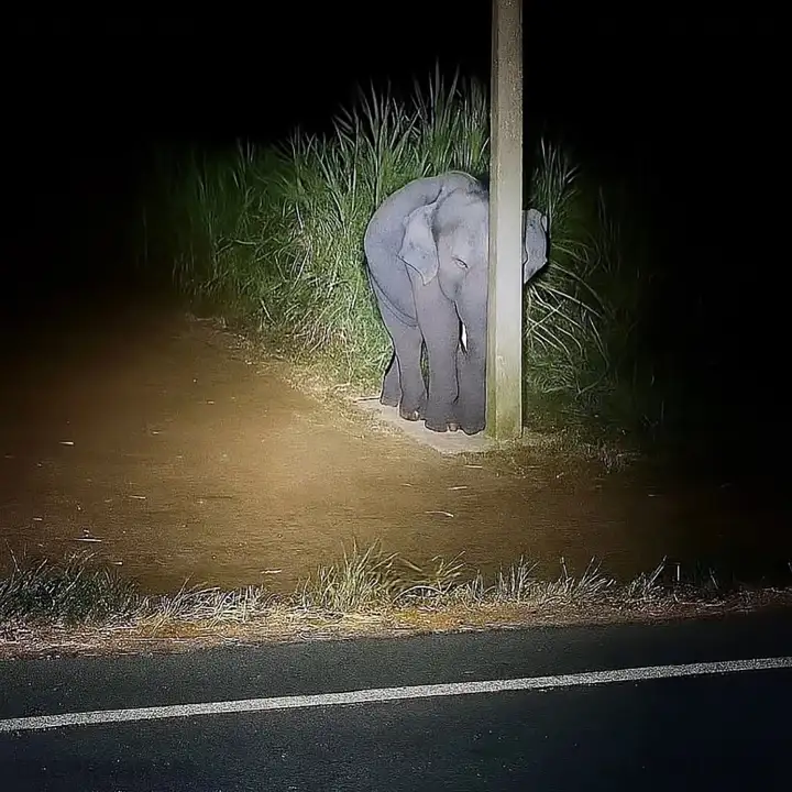 Слонёнок спрятался за столбом.