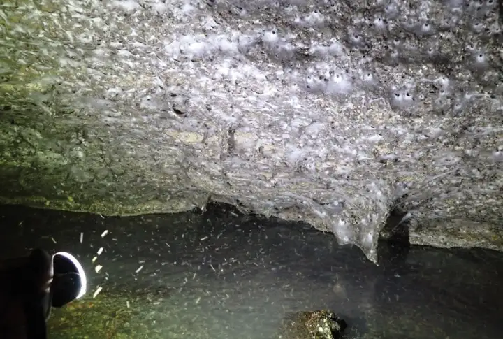 На границе Албании и Греции обнаружили самую большую в мире паутину.