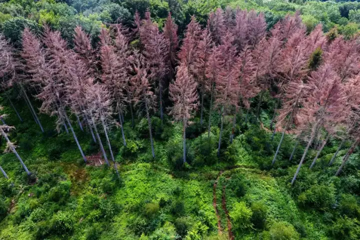Глобальное потепление в прошлом привело к массовому вымиранию сибирских лесов.