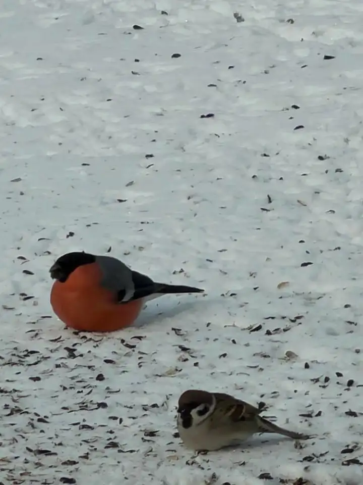 А вот и результаты бабулиной щедрой кормежки.