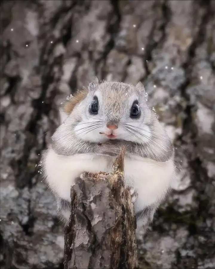 Невероятно милейшее существо.