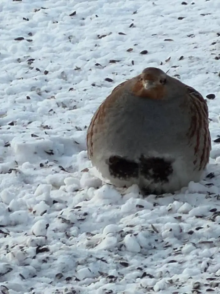 Ну разве не прелесть?