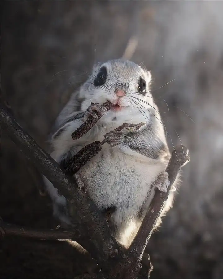 Белка-летяга решила устроить трапезу прямо перед объективом.