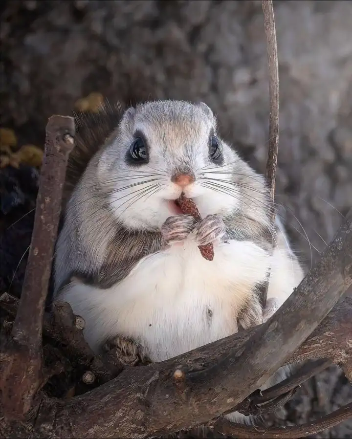 Зверек настолько доверился фотографу, что решил перекусить при нем.