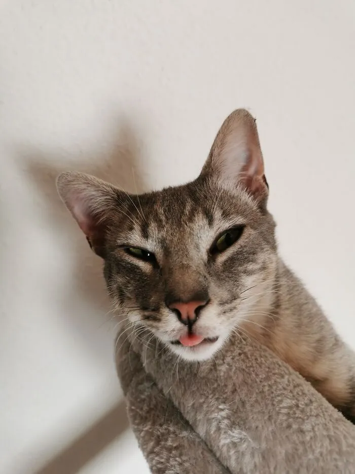 После долгого тыгыдыка.