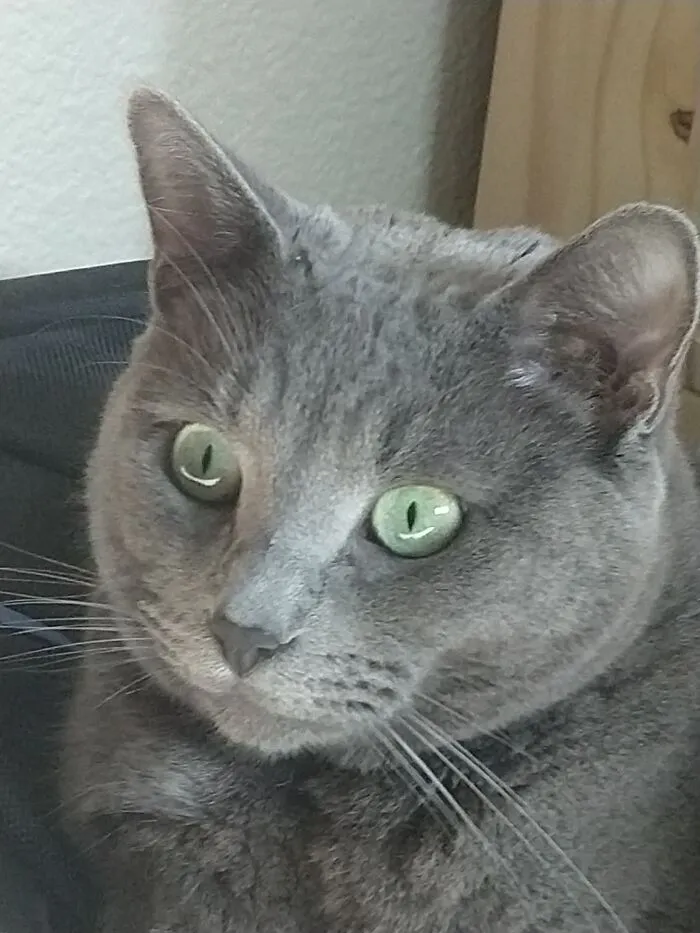 «Вот как я узнал, что мой кот боится чихания».