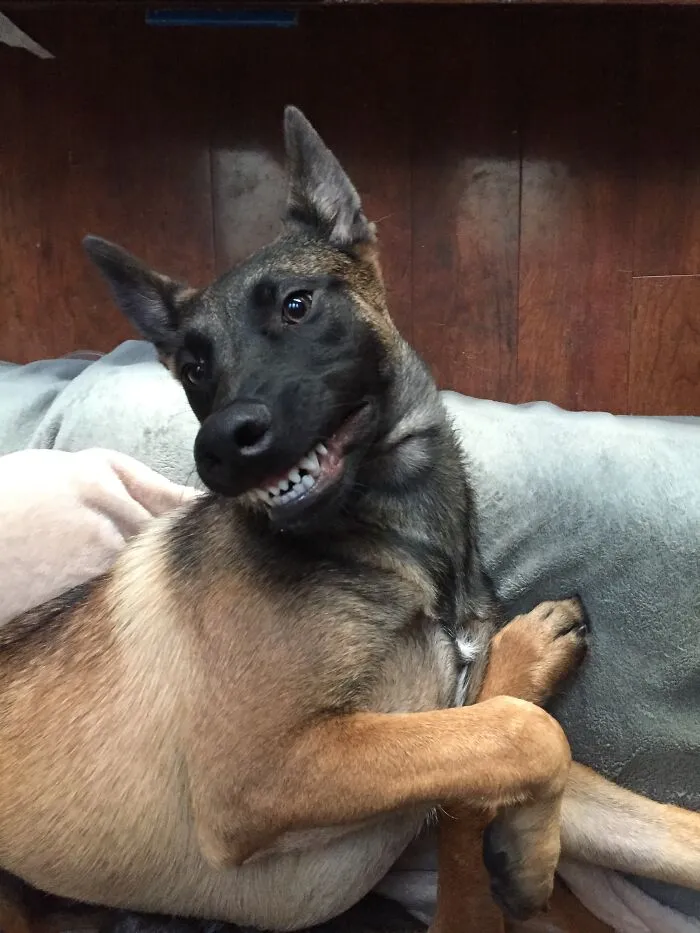 «Попросил Эхо улыбнуться».