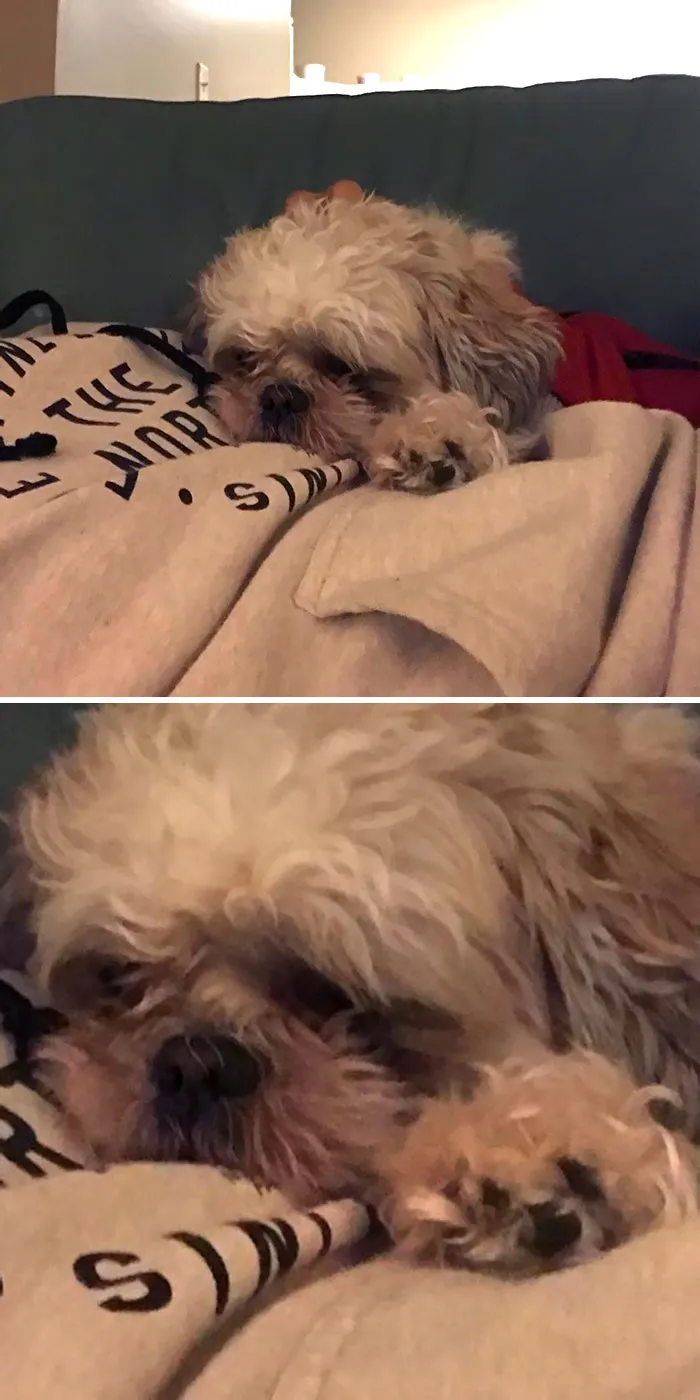 «Лапа нашей собаки выглядит как его мини-версия».