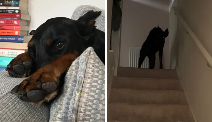 «Вернулся? Где моя еда?»