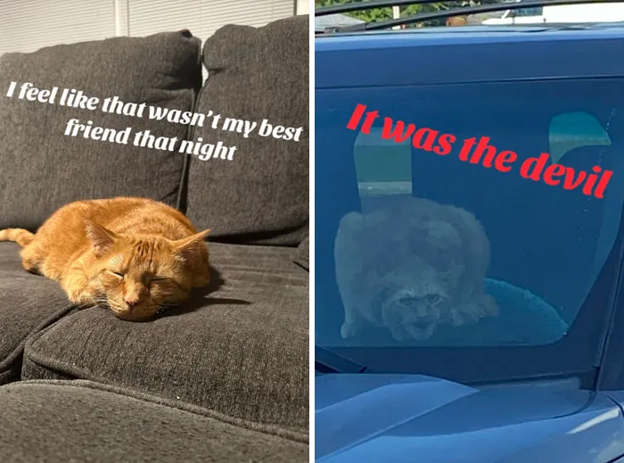 Когда повез кота к ветеринару.