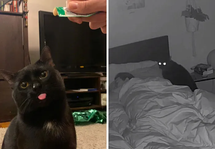 Все коты меняются ночью.