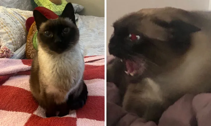 «В смысле у нас кончилась кошачья мята?»