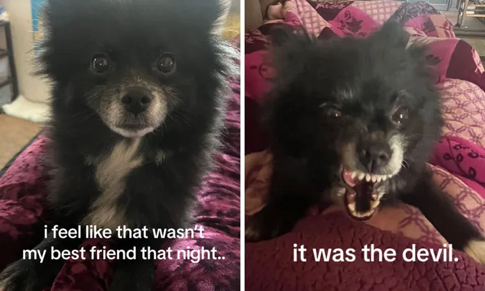 Маленький, но злющий.