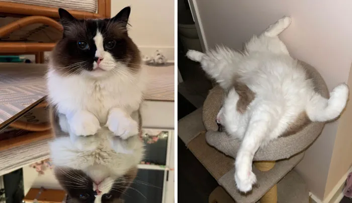 Звоните экзорцисту.