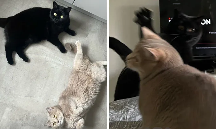 Типичные отношения братьев и сестер.