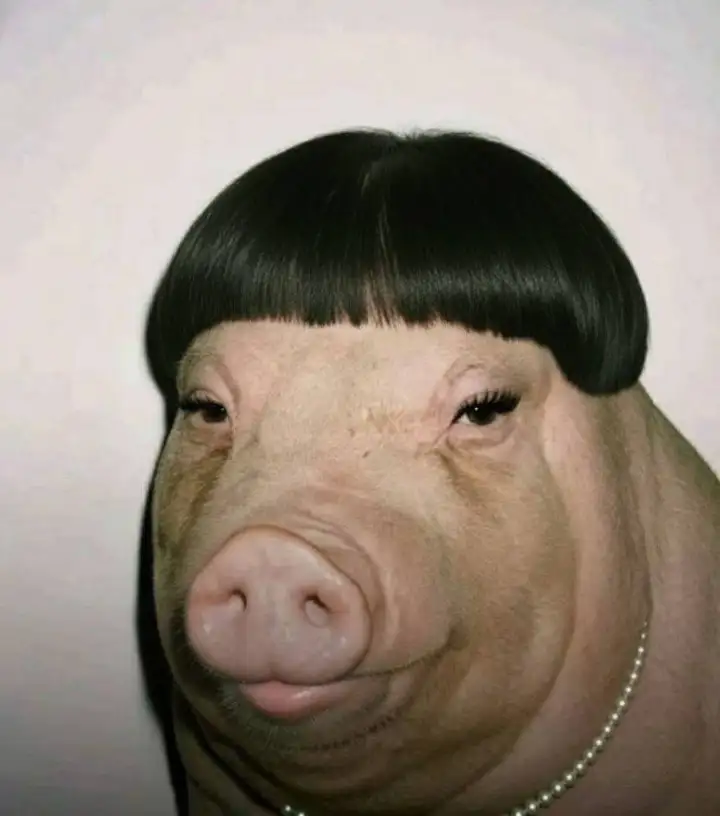 Хрюша только что из салона.