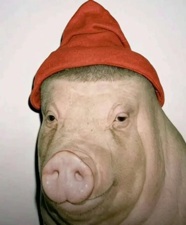 Хрюша-зумер.