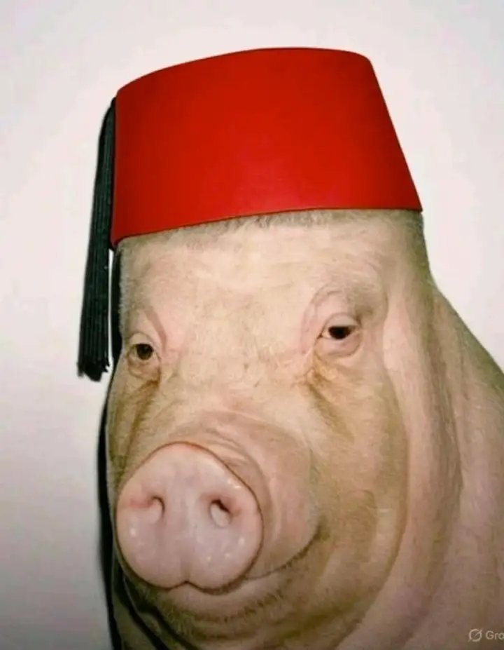 Хрюша-турок.