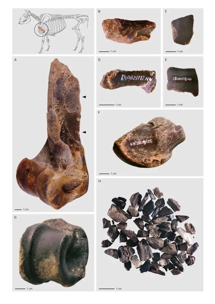 Кости, найденные на месте раскопок.